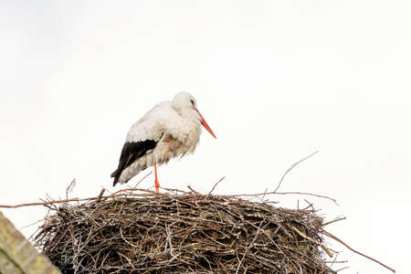 A stork stands in its nest on the chimney of a house. copy-space