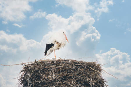 A stork stands in its nest on the chimney of a house. A dramatic blue sky in the background. copy-spaceの写真素材