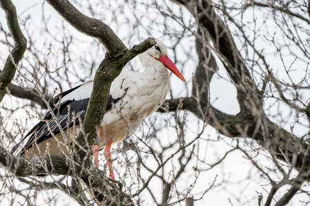 A stork stands in its nest, between twisting branches of the tree. A blue sky in the background. copy-spaceの写真素材