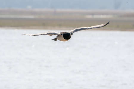 A goose flies by, above the lake. Blue sky and sun