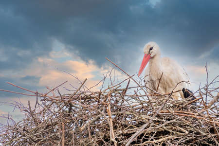 A stork stands in its nest, Builds the nest. A dramatic blue sky in the background. copy-space