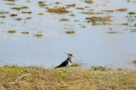 A detailed Lapwing bird walks on the edge of a lake. In the province of Friesland in the Netherlands