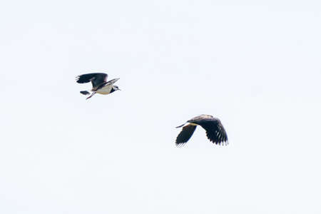 Two Lapwing birds fly and play in the air. In the province of Friesland in the Netherlandsの写真素材