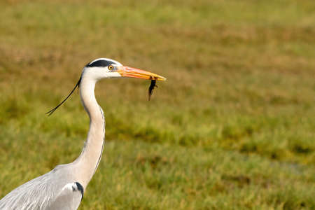 Great gray heron fishes a large insect from a ditch and quickly runs away with it across the grass. Wildlife in its natural habitatの写真素材