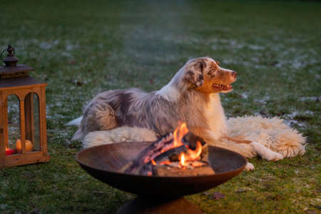 Portrait of an Australian Shepherd, by the campfire. Dog lies on fur coat at duskの写真素材