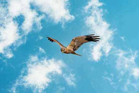 The Marsh Harrier flies against a beautiful, blue clouded sky, looking for preyの写真素材