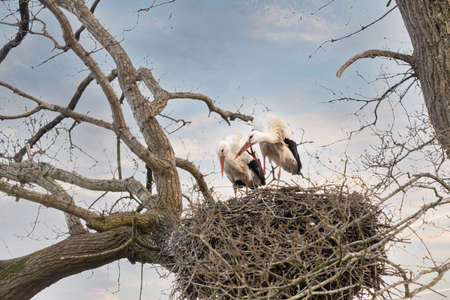 Two storks build a nest on the chimney of a house. Above an owl sign with white swans. A triangle and decoration on it. Dramatic Sunset, Skyscapeの写真素材