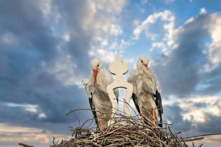 Two storks build a nest on the chimney of a house. Above an owl sign with white swans. A triangle...