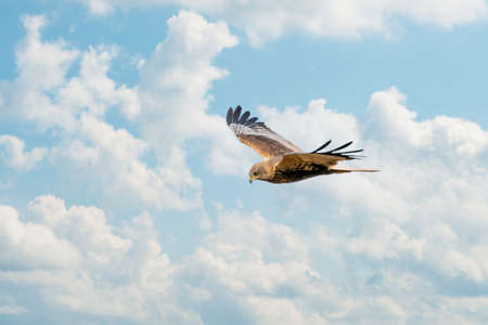 The Marsh Harrier flies against a beautiful, blue clouded sky, looking for preyの写真素材