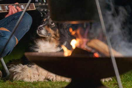 A tricolor Australian Shepherd looks over the campfire, listens to guitar music. Part of a woman she plays guitar in nature. Camping, travelingの写真素材