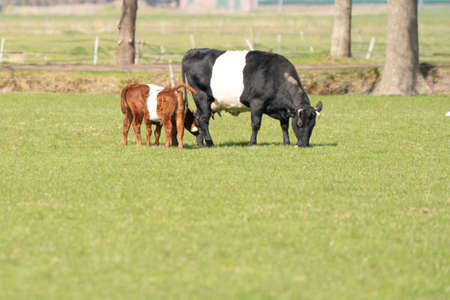 A Lakenvelder cow with two brown white calves is grazing in a green Dutch meadowの写真素材