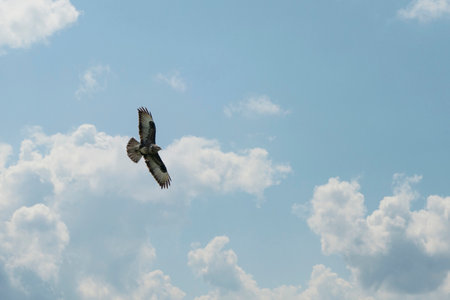 Beautiful adult buzzard eagle, Buteo buteo, in flight with dramatic sky. Flying bird of prey with...