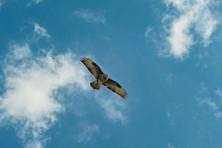 Large Buzzard floats in the blue sky with white clouds. Beautiful flying large bird of prey with...