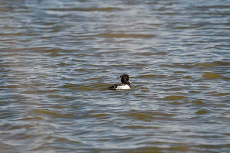 Tufted duck male swims in the water. Water droplets on the feathers and head. In dark blue water