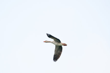 Detailed raw goose, Anser anser, in flight against blue skyの写真素材