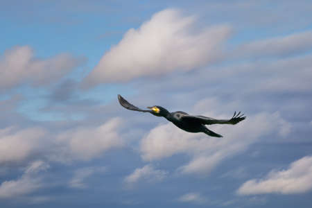 A detailed Cormorant in flight with spread wings. Against a blue sky with white clouds. Copy spaceの写真素材