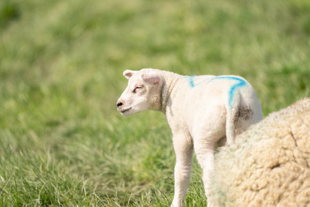 A newborn white lambs. In side view. A part of a mother sheep in foreground On a spring morningの写真素材