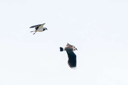 Two Lapwing birds fly and play in the air. In the province of Friesland in the Netherlandsの写真素材