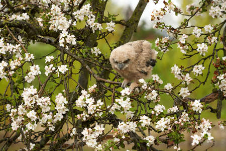 One six week old owl chick eagle owl sits in a tree full of white blossoms. Orange eyes look at youの写真素材