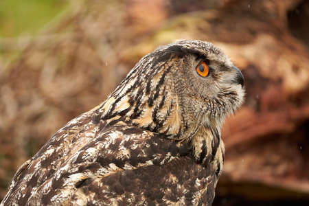 A detailed head of an adult owl eagle owl. Seen from the side, orange eyesの写真素材