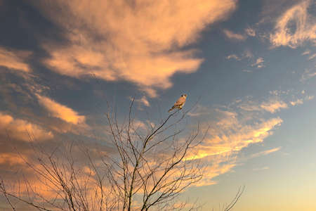 Close-up of a Kestrel bird of prey sits in the top of a tree. Against a dramatically golden and blue colored skyの写真素材