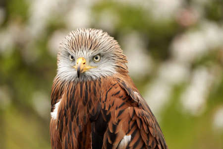 Red kite, bird of prey portrait, in front view, yellow eye and beak. White blossom in the background