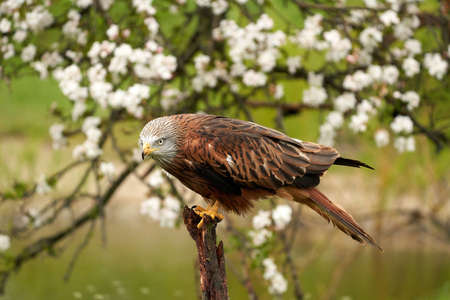 Red kite, sits on a stump in front of a fruit tree with white blossom. A lake in the background. Bird of prey portraitの写真素材