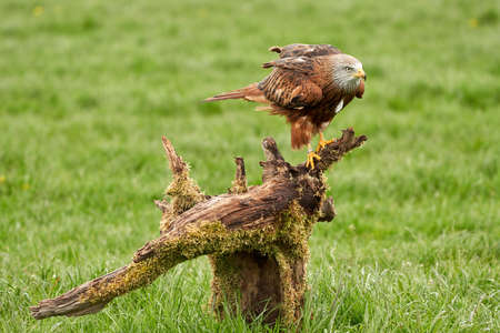 Red kite, bird of prey portrait. The bird is sitting on a stump. Ready to attack its preyの写真素材