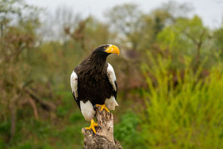 Stellers sea eagle sits on a stump against the background of trees, grass and blue sky. The bird of prey has snot from its nostrils on the yellow billの写真素材