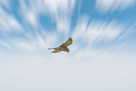 Kestrel bird of prey hovers against a dramatic sky with colorfull blue and white clouds, hunting for prey. Background, copy spaceの写真素材
