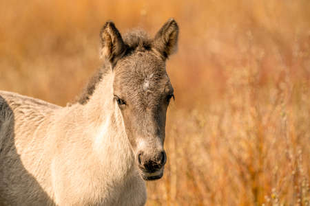 Head of a konik horse foal. The cute young animal looks straight into the camera. In the golden reedsの写真素材