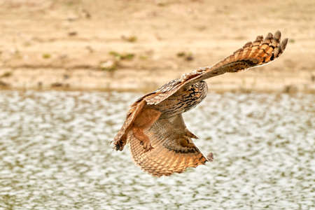 Wild Eagle Owl, the bird of prey flies with spread wings over a green lake.Sandy beach with grass in the backgroundの写真素材