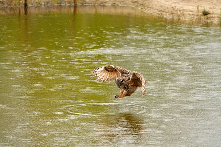 Detailed close up of a wild eagle owl. The bird of prey starts landing, just above the water of a lake. Grabs the prey with its legs. Reflection in green waterの写真素材