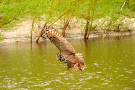 Wild Eagle Owl, the bird of prey flies with spread wings over a green lake.Sandy beach with grass in the backgroundの写真素材