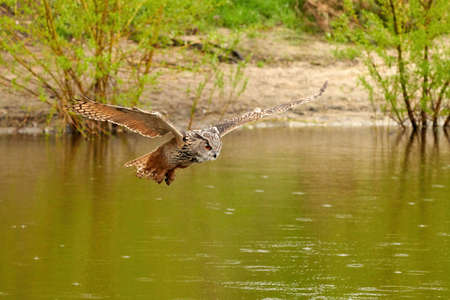 Wild Eagle Owl, the bird of prey flies with spread wings over a green lake.Sandy beach with grass in...