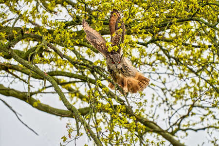 Eagle Owl, land in a tree. Seen from the front. Wings straight up, the bird of prey looks angry with red eyes straight into the cameraの写真素材