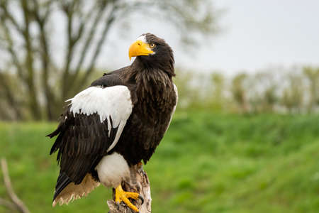 Stellers sea eagle sits on a stump against the background of blue sky, grass and treesの写真素材
