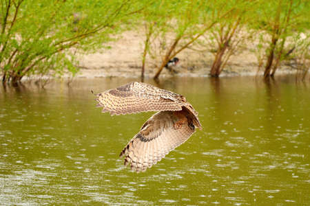 Wild Eagle Owl, the bird of prey flies with spread wings over a green lake. Looking for prey in the...