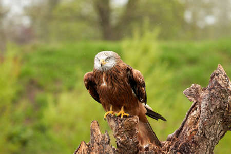 Red kite, bird of prey portrait. The bird is sitting on a stump. Ready to attack its prey. In the...
