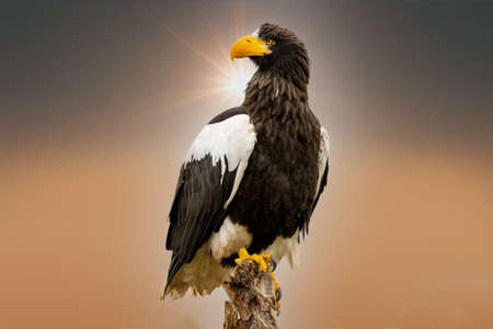Stellers sea eagle sits on a stump against the background of a nice orange and golden sky, with the sun behind the bird. The bird of prey looks to the leftの写真素材