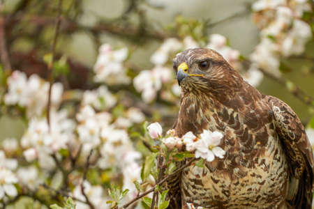 Close-up of a buzzard bird of prey head, sitting in a fruit tree. The apple tree is full of white blossomの写真素材