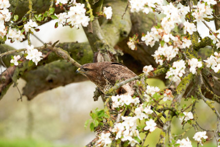 Close-up of a buzzard bird of prey sitting in a fruit tree. The apple tree is full of white blossom.の写真素材