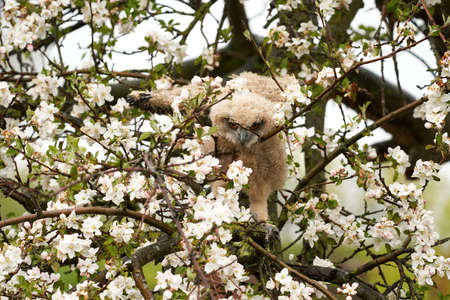 One owl chick eagle owl sits in a tree full of white blossoms. Closeup of a six week old bird with orange eyes.の写真素材