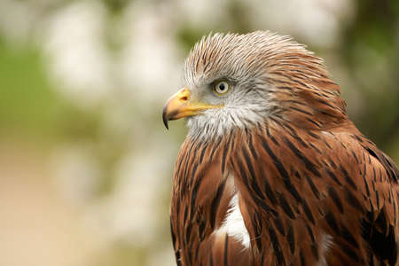 A head of a Red kite, bird of prey portrait,. In side view, yellow eye and beak. White blossom in the background.の写真素材