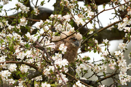 One six week old owl chick eagle owl sits in a tree full of white blossoms. Orange eyes look at you.の写真素材