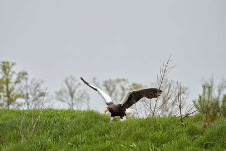 Close up of a Steller's sea eagle. The bird of prey lands with outspread wings on grass. Against the...