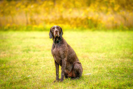 German Shorthaired Pointer, GSP dog looks at the camera in amazement while sitting in a park during a summer day. The brown dog is sitting in the grass.の写真素材