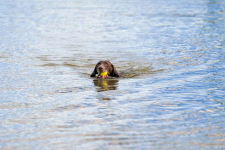 Detailed German Shorthaired Pointer. The dog swims in the blue lake with a yellow tennis ball in its mouth. During a summer day.の写真素材