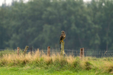 A common buzzard, Buteo buteo, sits on a wooden post with barbed wire in the meadow. The bird looks to the left. Blurred green leaves in the background, copy spaceの写真素材