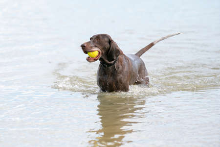 Detailed German Short haired Pointer. The dog swims in the blue lake with a yellow tennis ball in its mouth. During a summer day, with his tail just above water.の写真素材